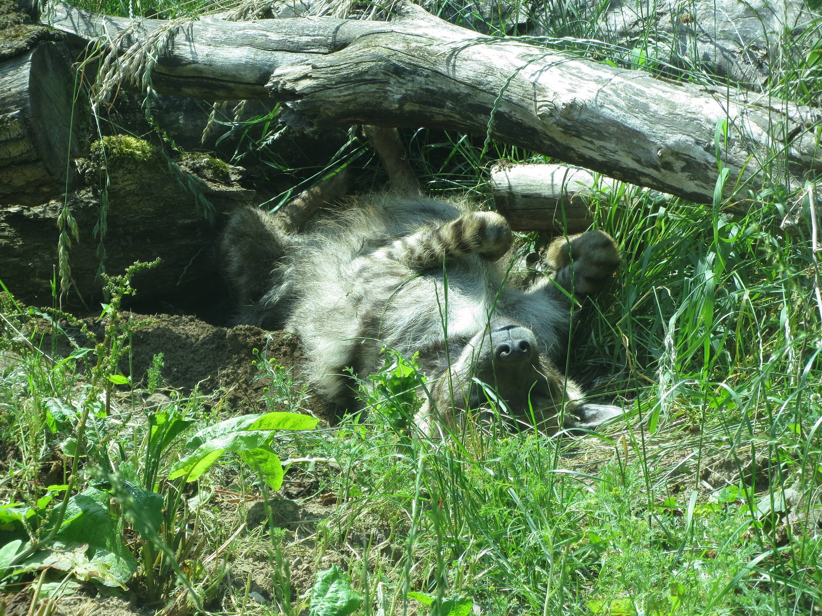 Striped Hyena 110715