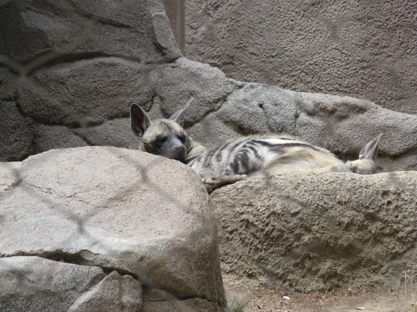 Striped Hyena (2008)