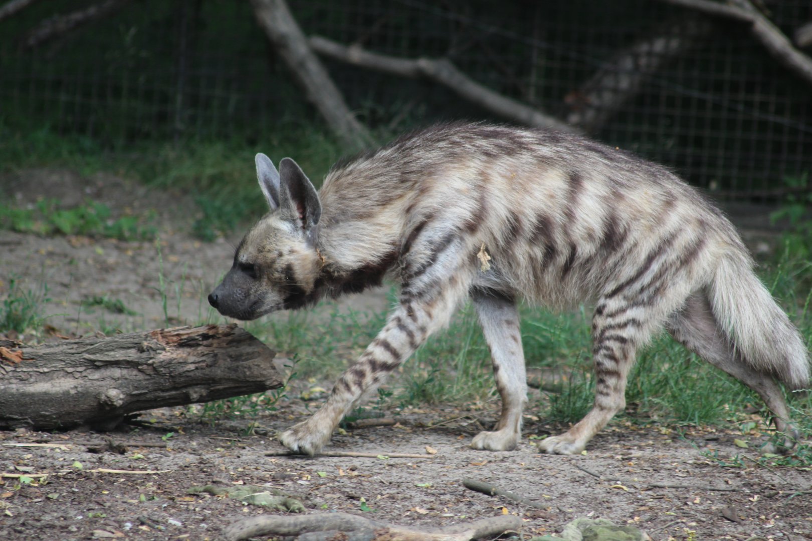 Striped Hyena 28/06/19