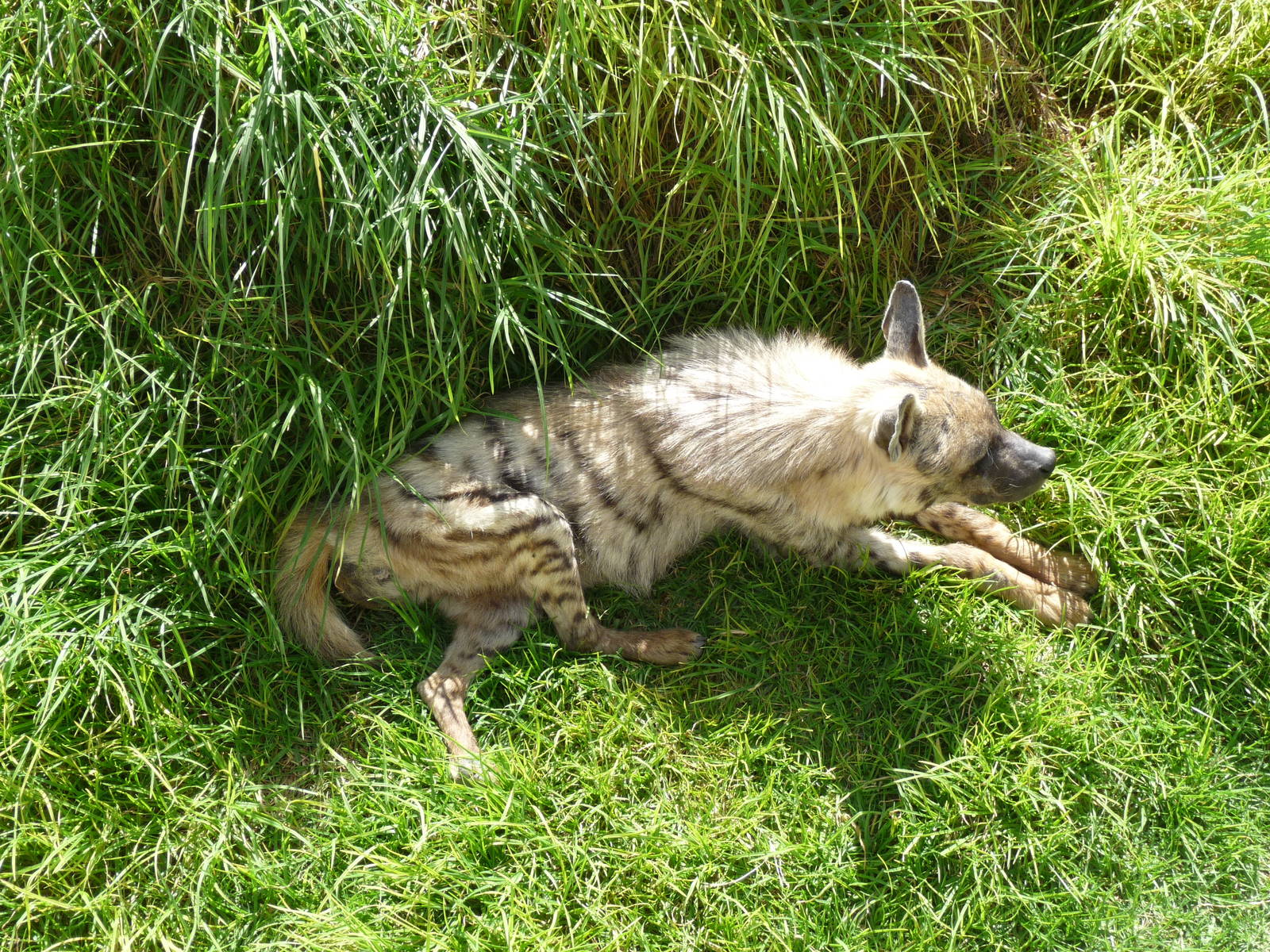 striped hyena africam safari
