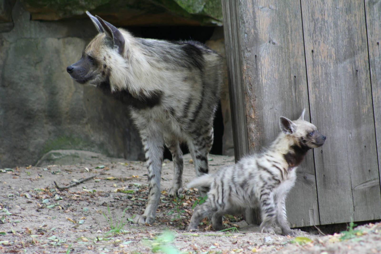 Striped Hyena and pup @ Tierpark Berlin; 06.09.07
