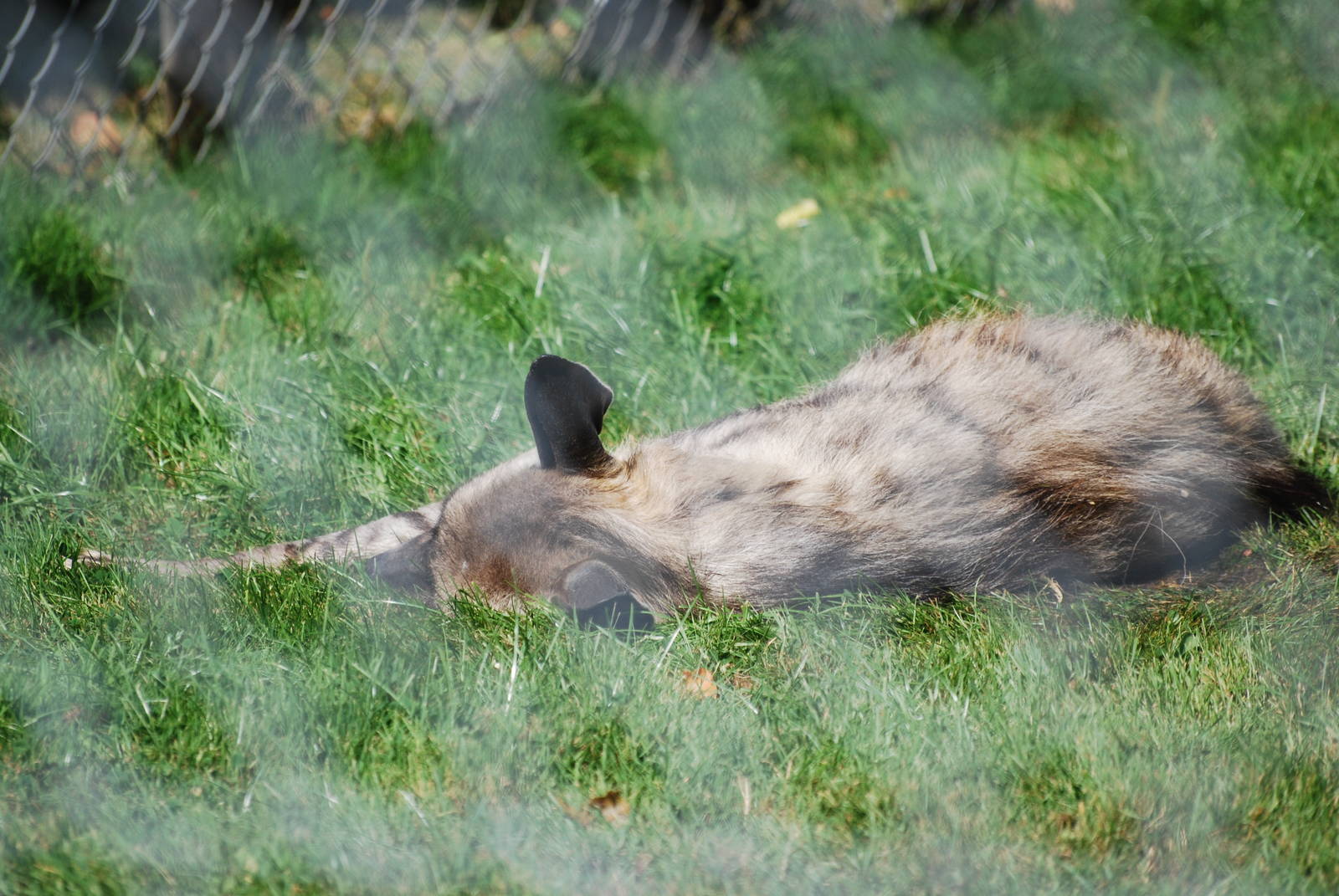 Striped hyena at African Alive!