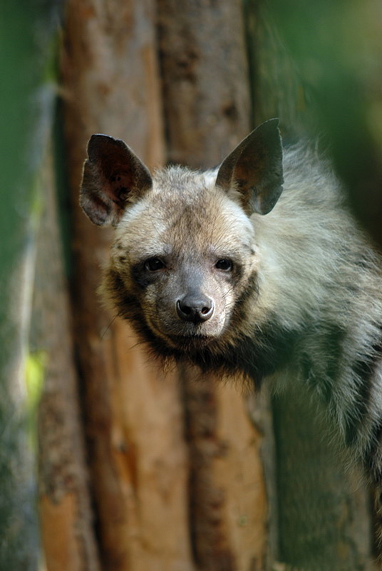 Striped hyena at Aschersleben zoo