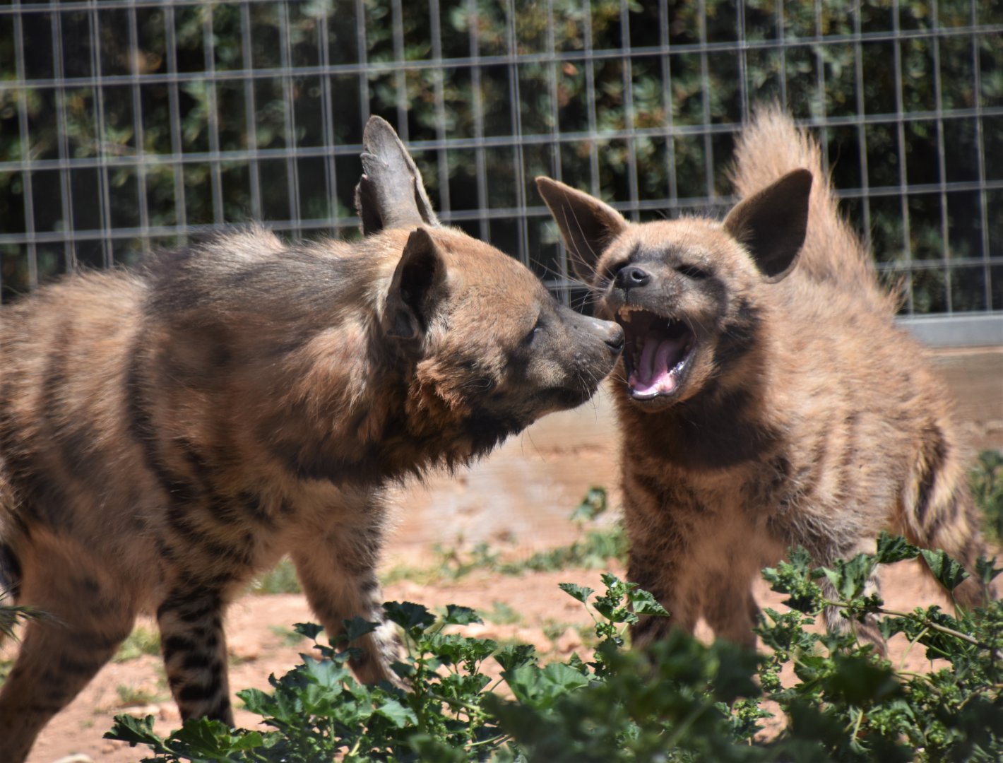 Striped hyena cub and mother