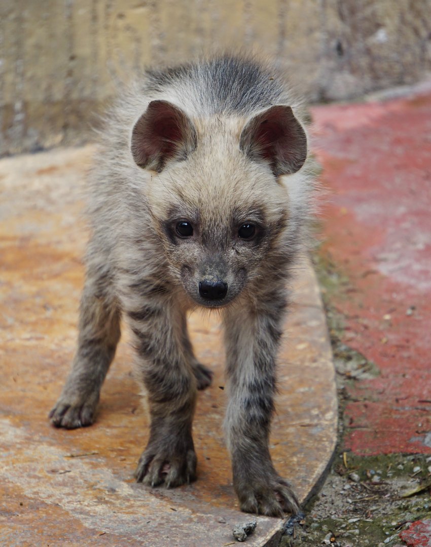 Striped hyena cub