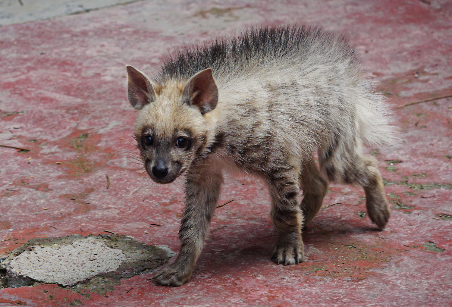 Striped hyena cub