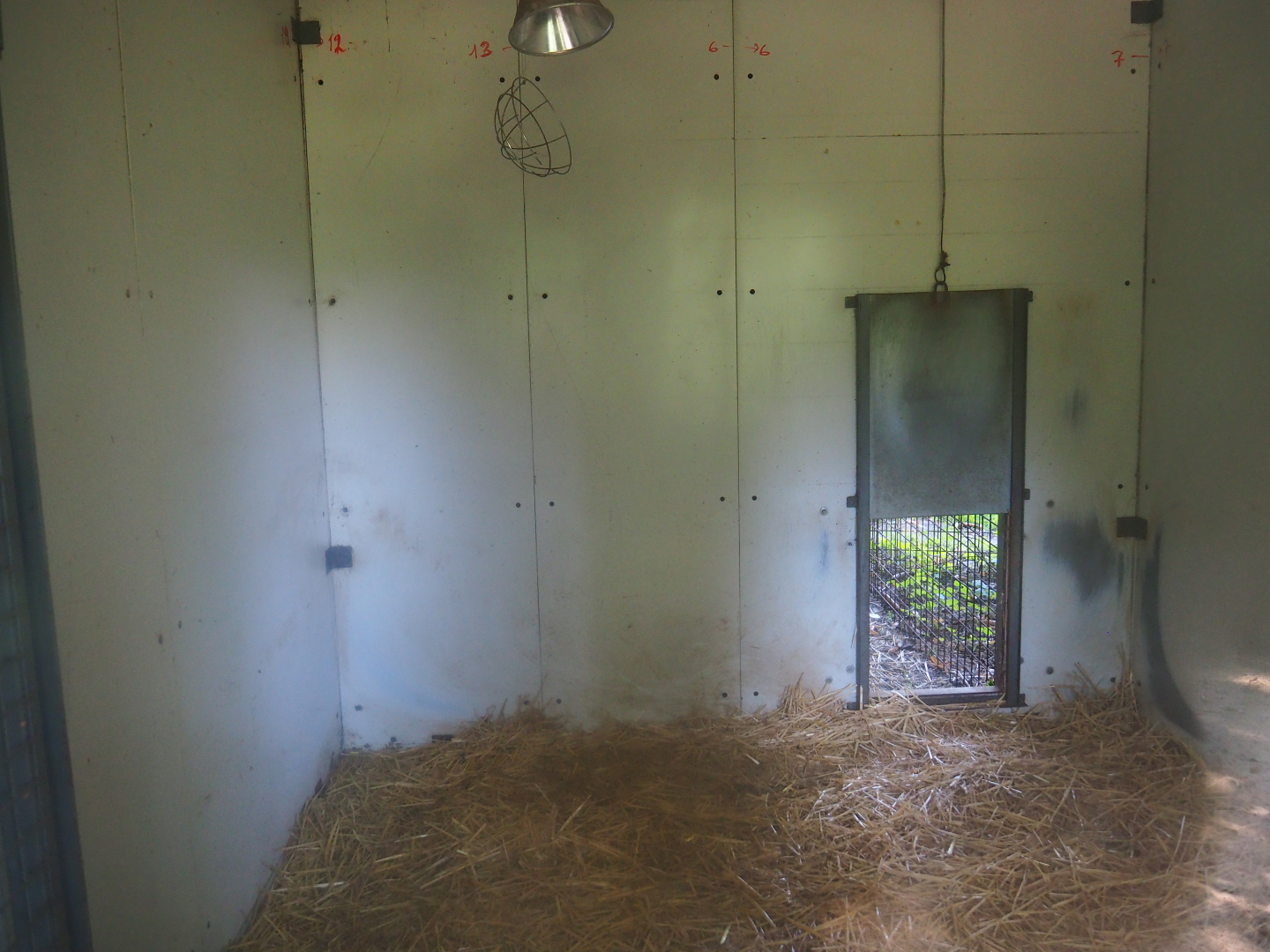 Striped hyena den, 2019-08-04