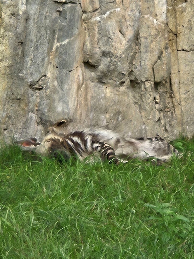 Striped hyena dozes