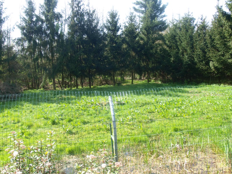 Striped hyena enclosure (April 19th, 2015)