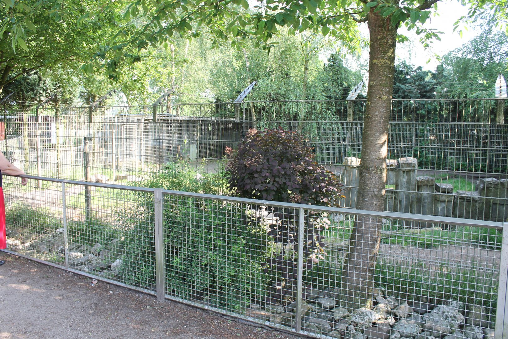 Striped hyena-enclosure