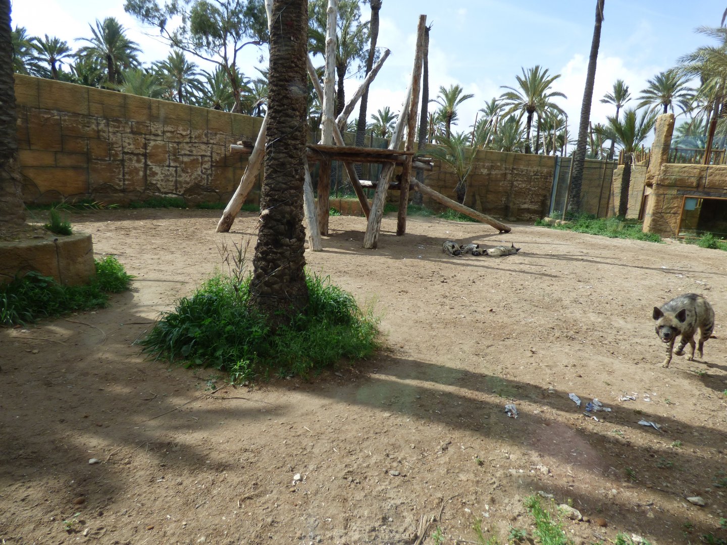 Striped Hyena Enclosure