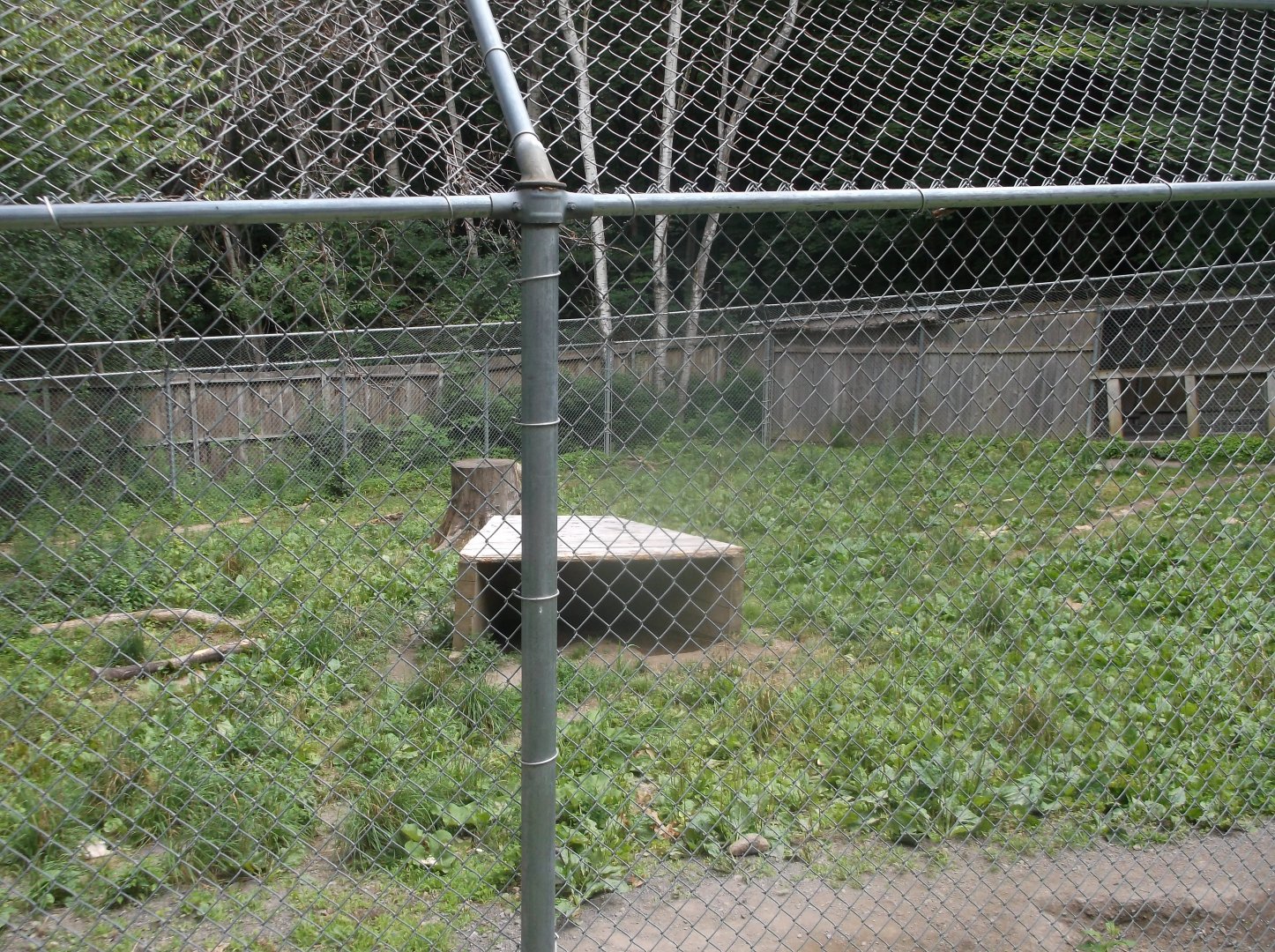 Striped hyena enclosure