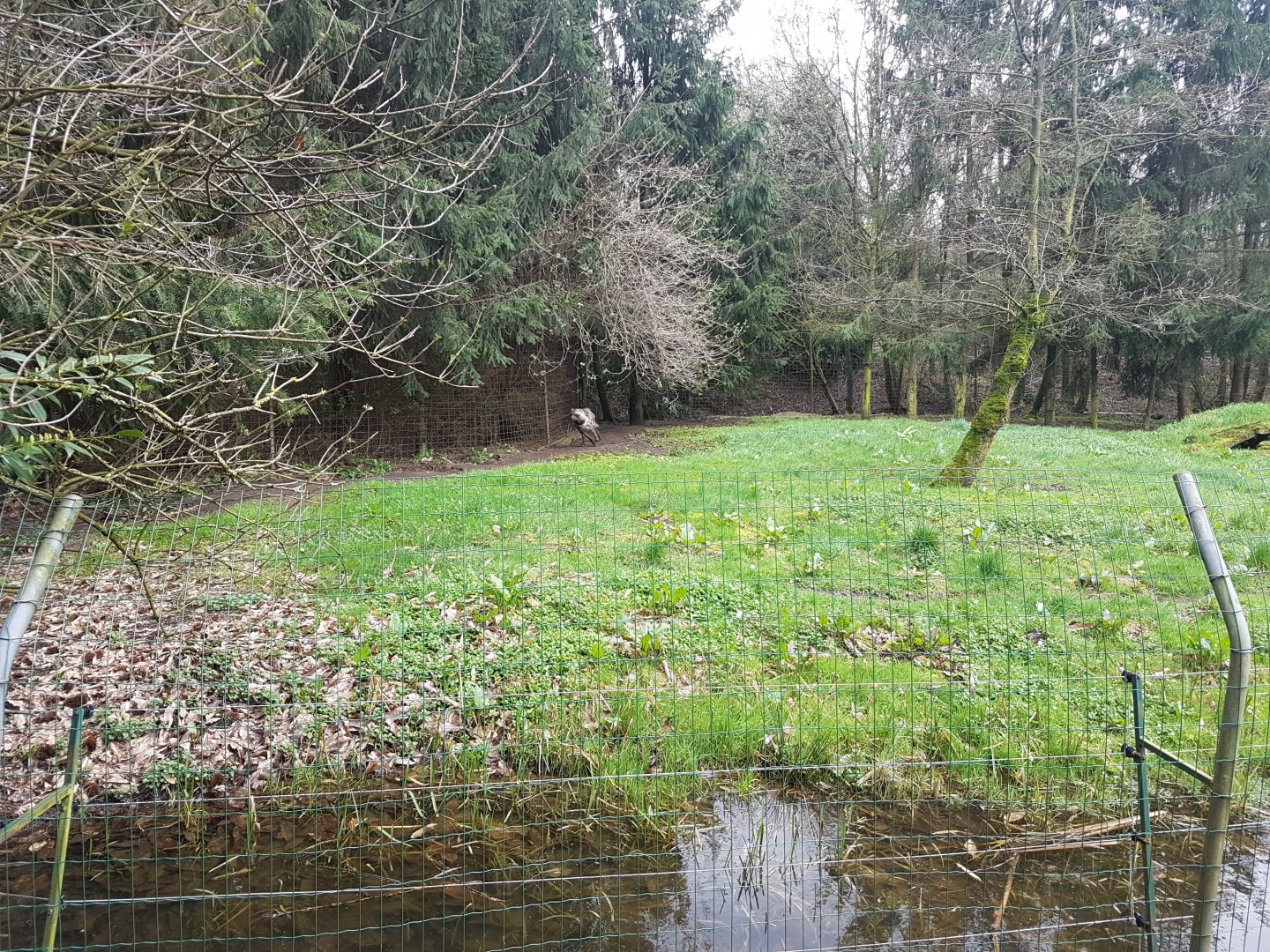 Striped hyena-enclosure