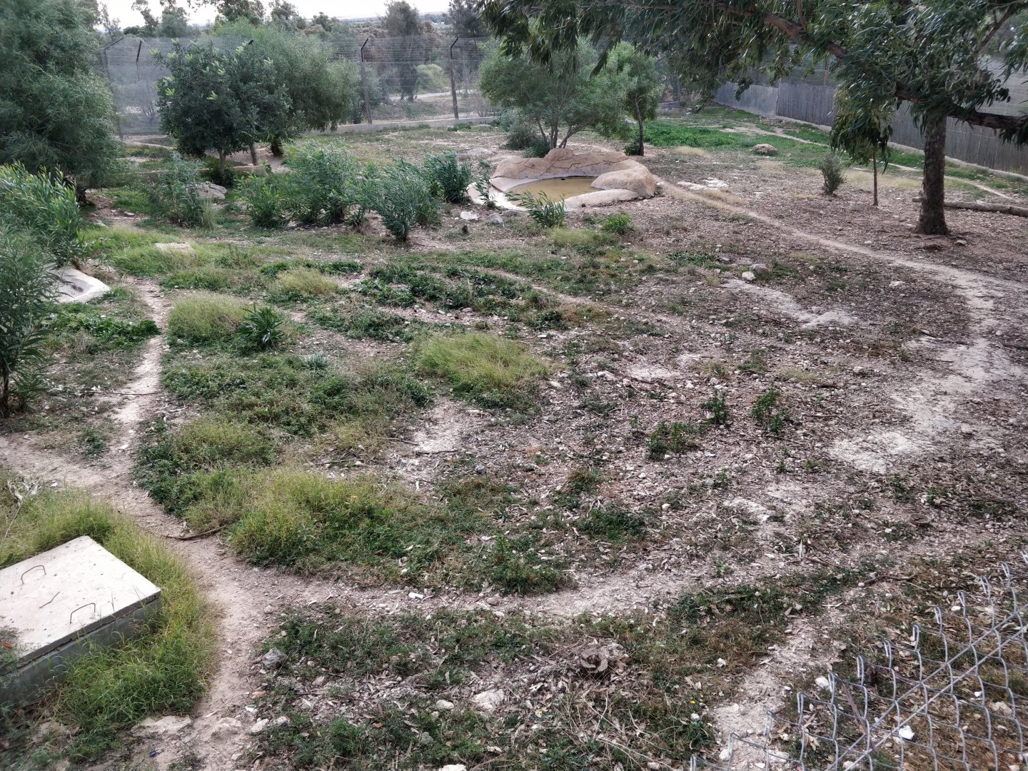 striped hyena enclosure