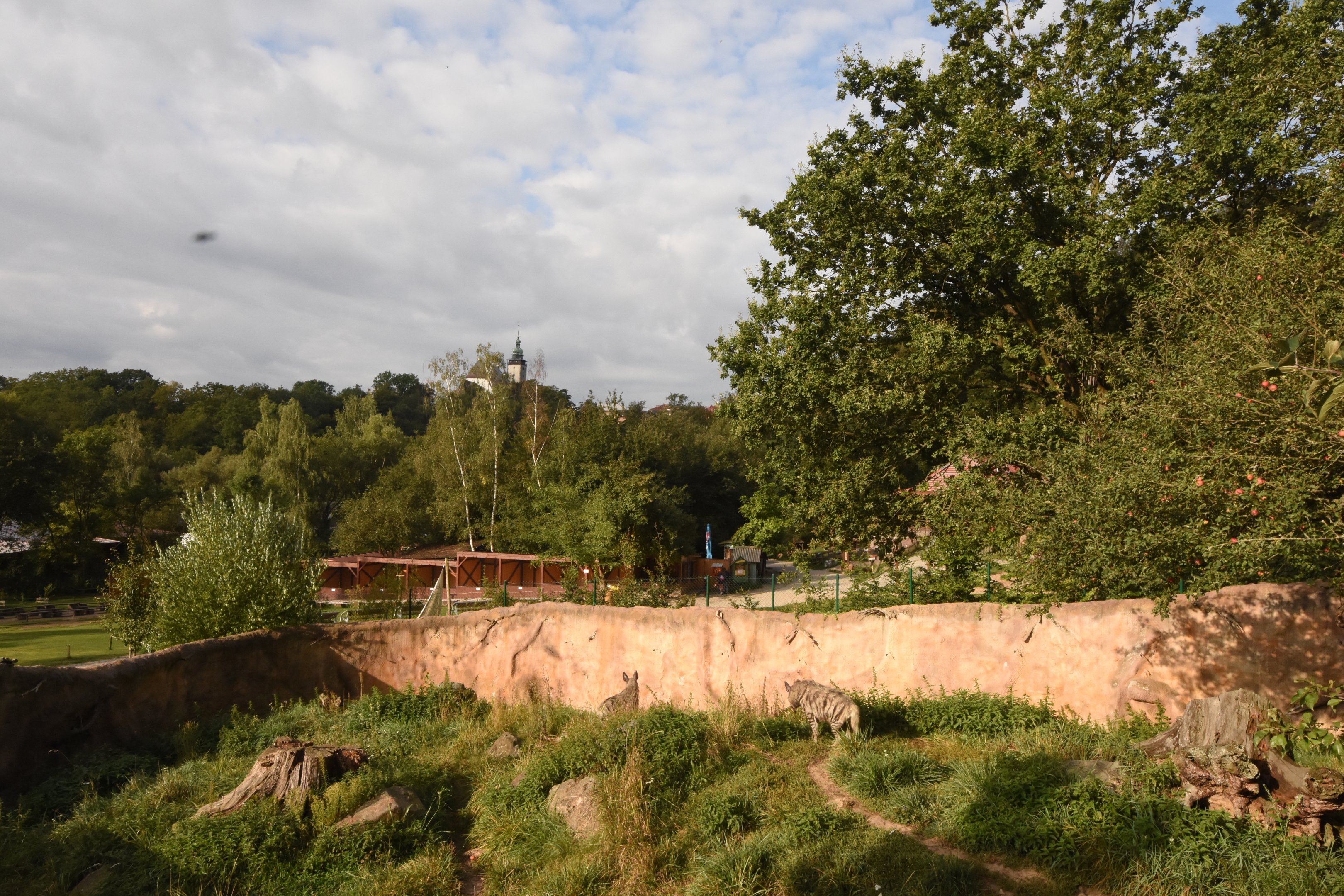 Striped hyena enclosure