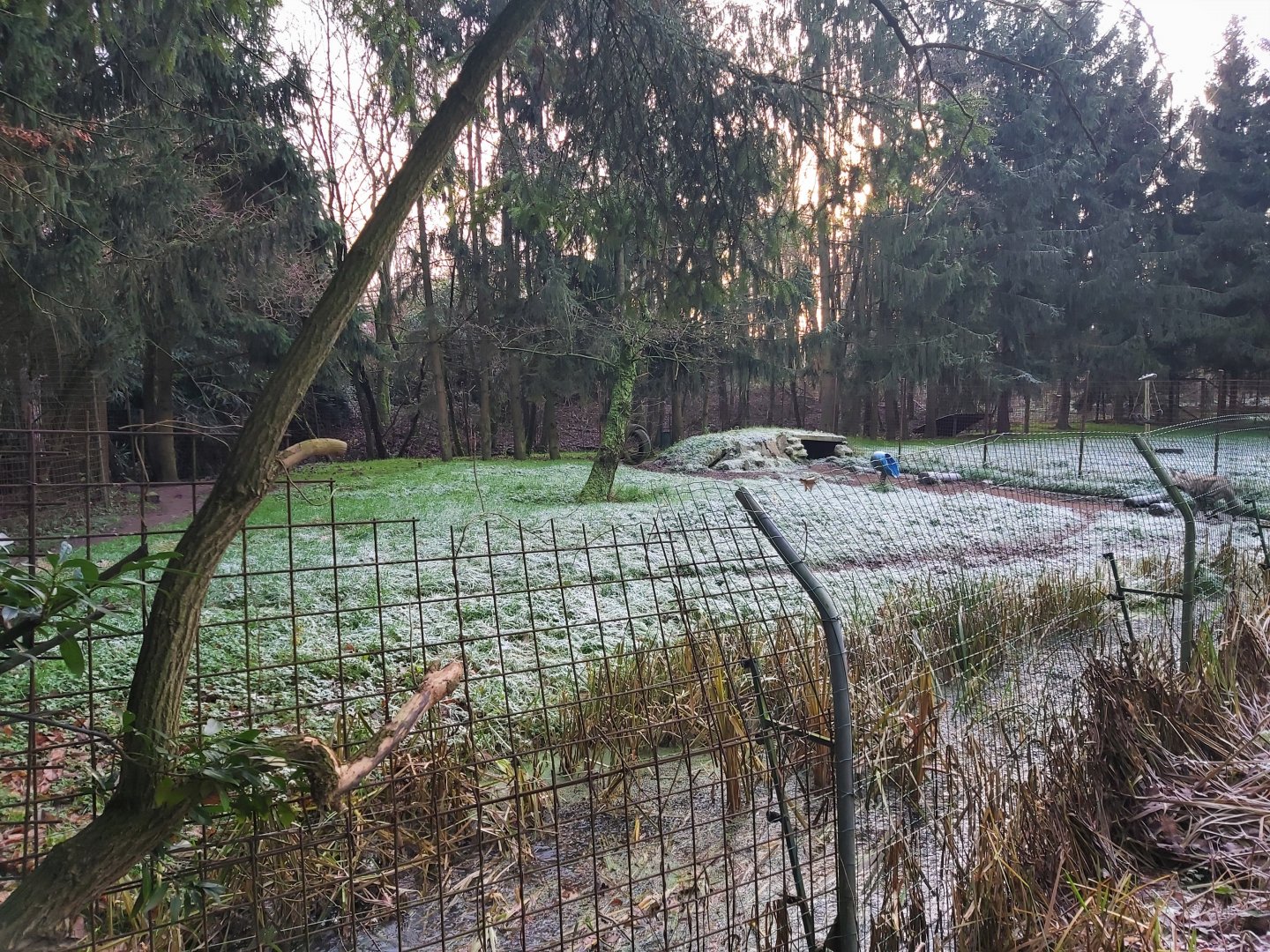 Striped hyena enclosure