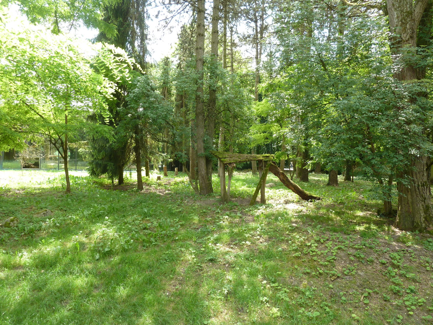 Striped hyena enclosure
