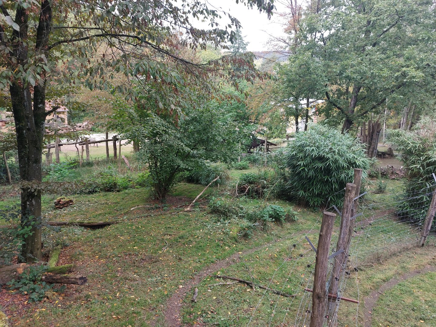 Striped hyena enclosure