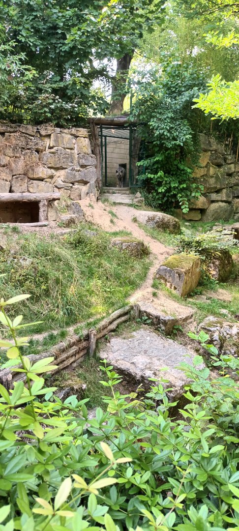 Striped Hyena Enclosure