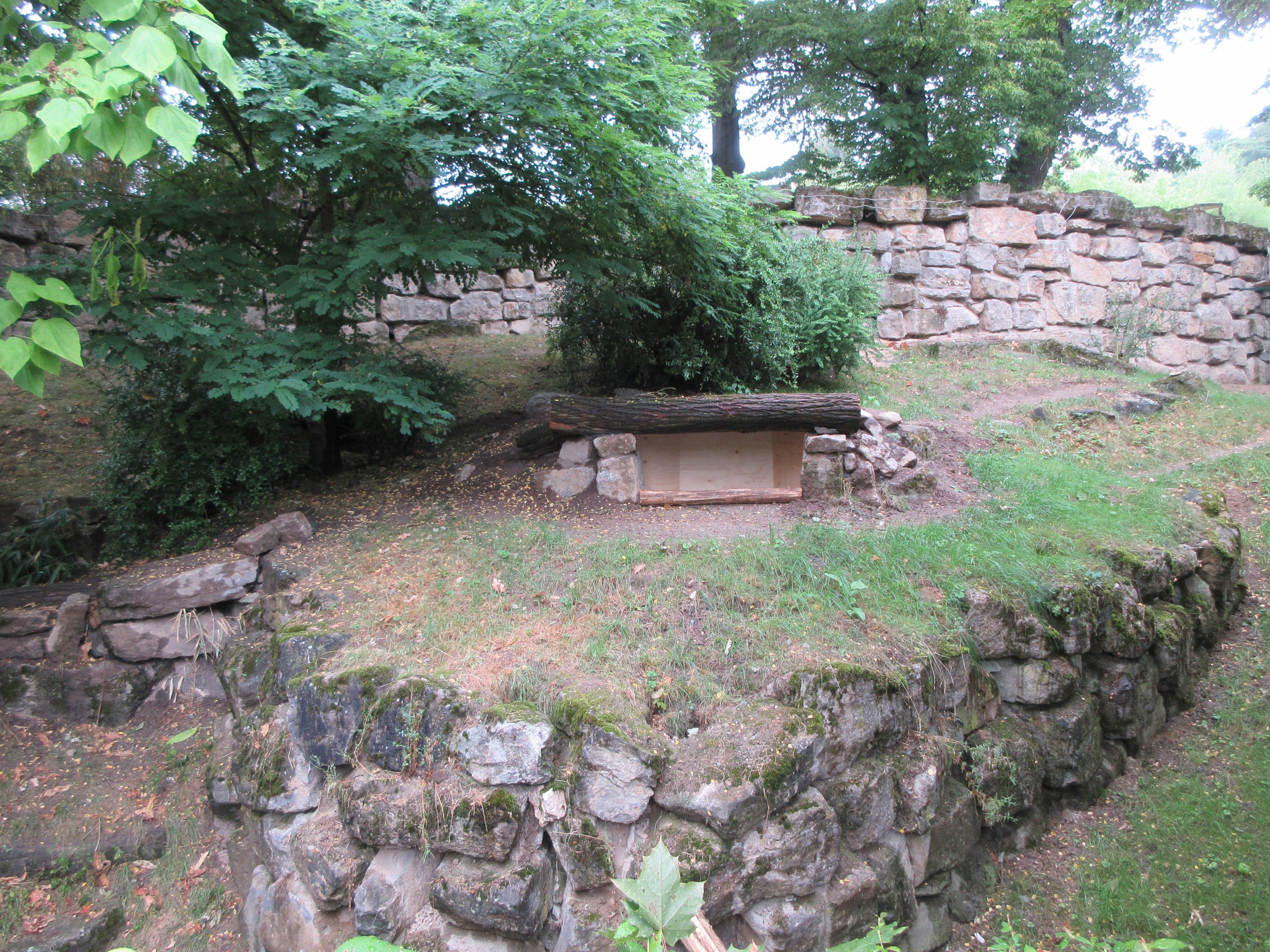 Striped Hyena Exhibit #1