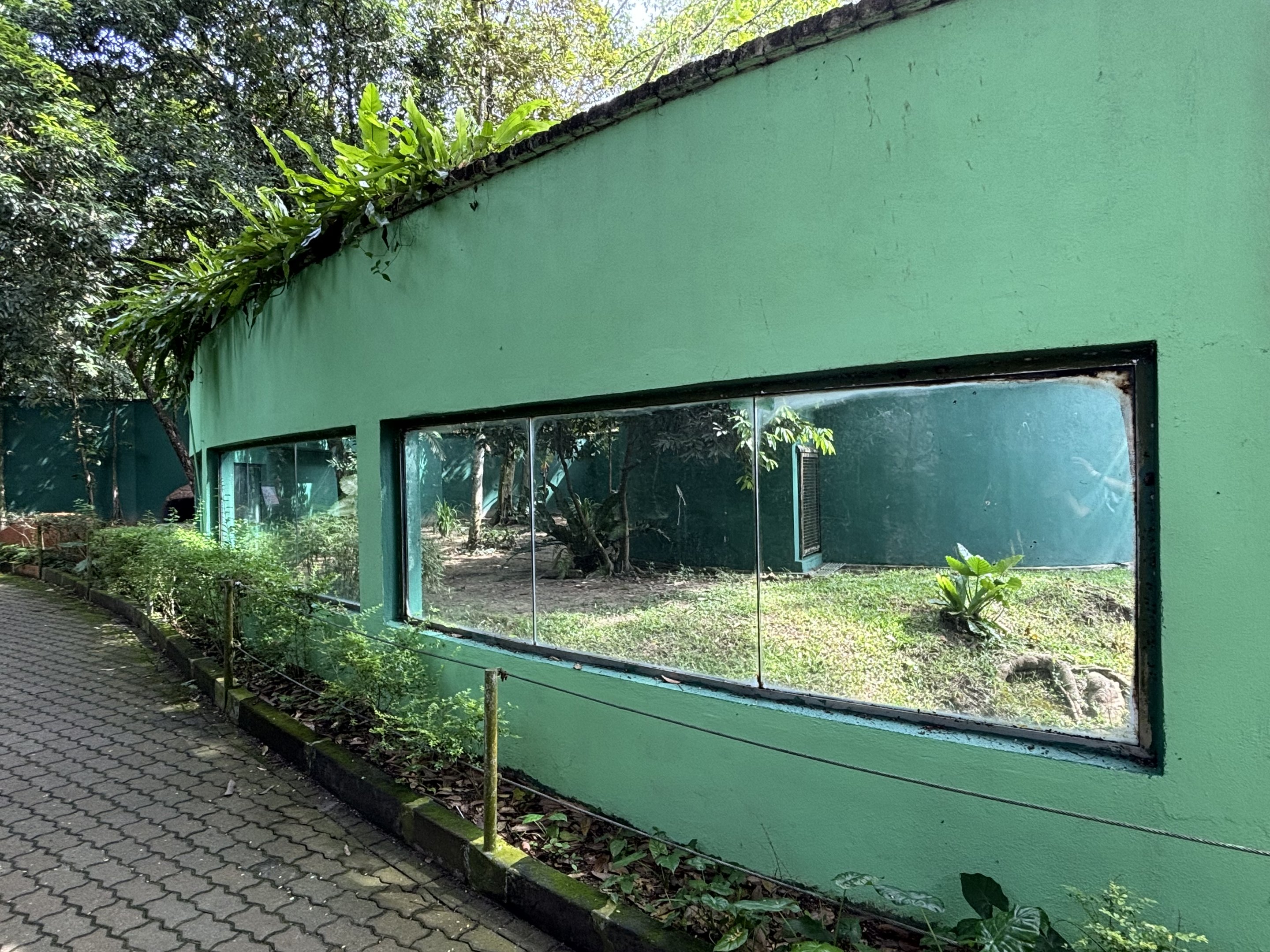 Striped Hyena Exhibit #2