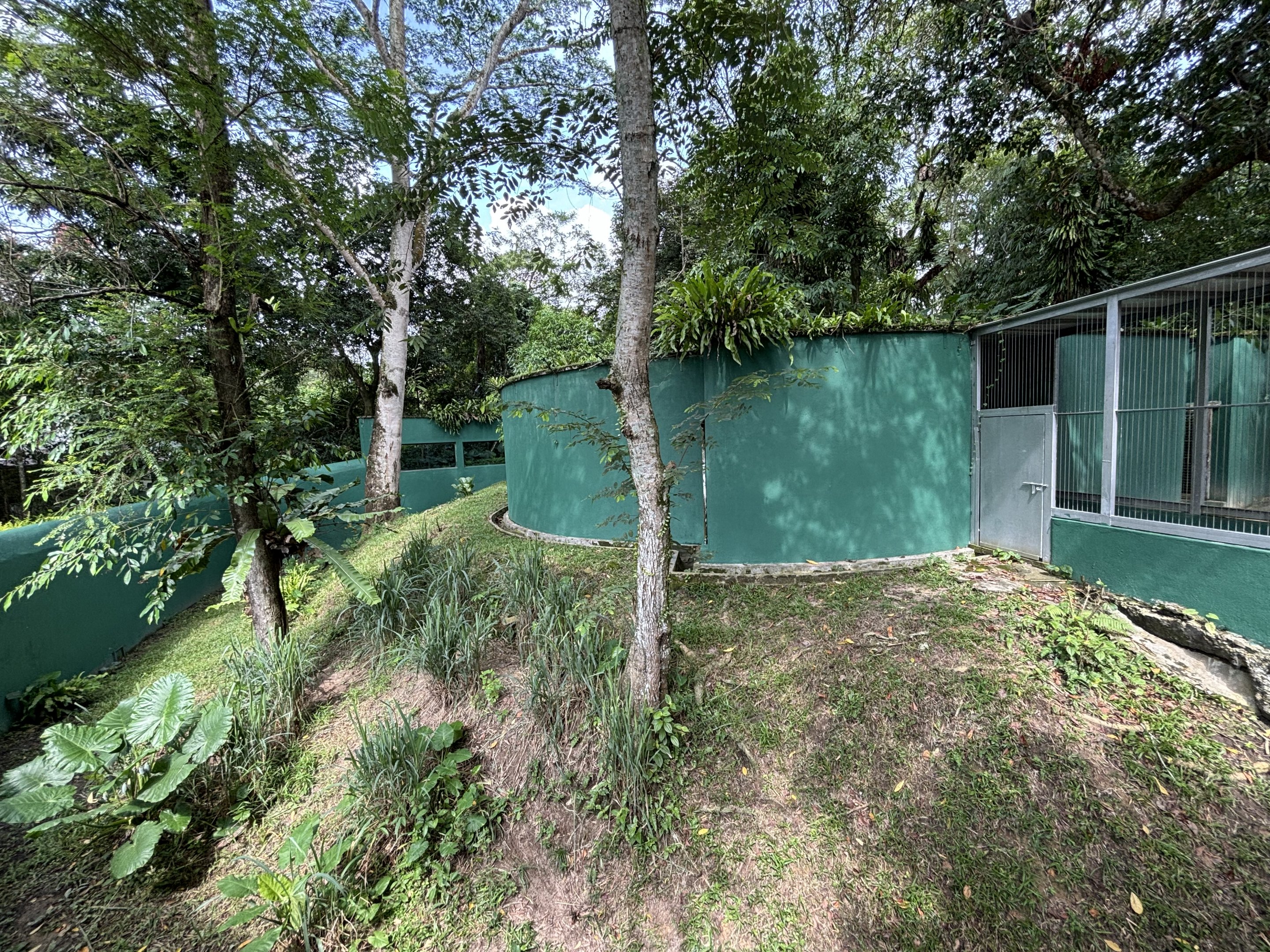 Striped Hyena Exhibit #2