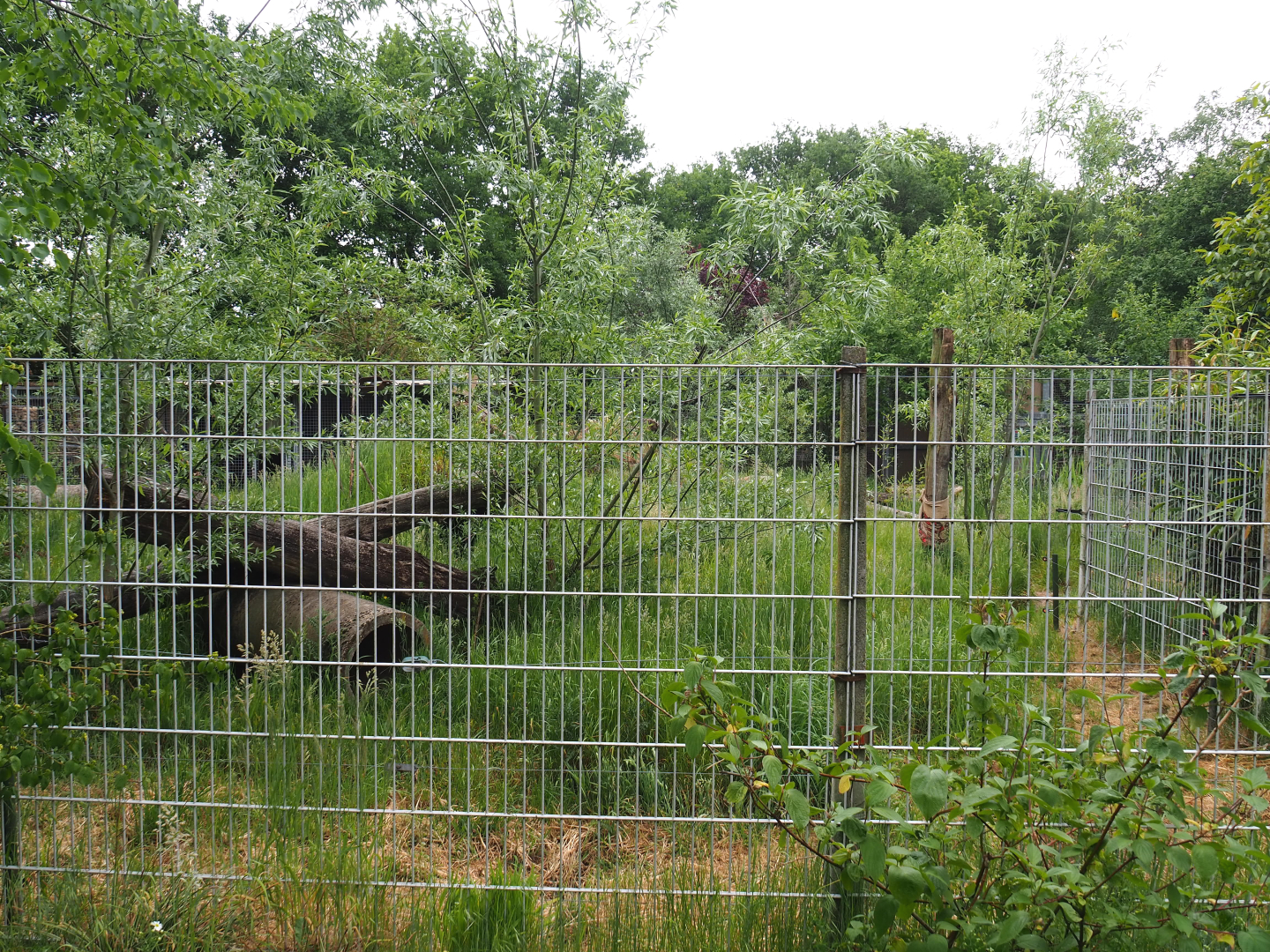 Striped hyena exhibit, 2022-05-17