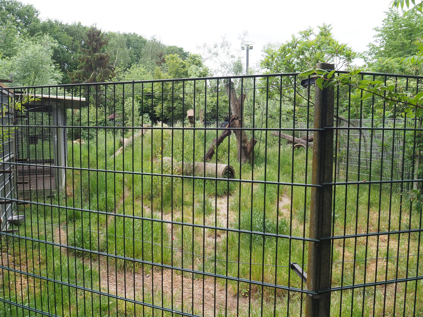 Striped hyena exhibit, 2022-05-17