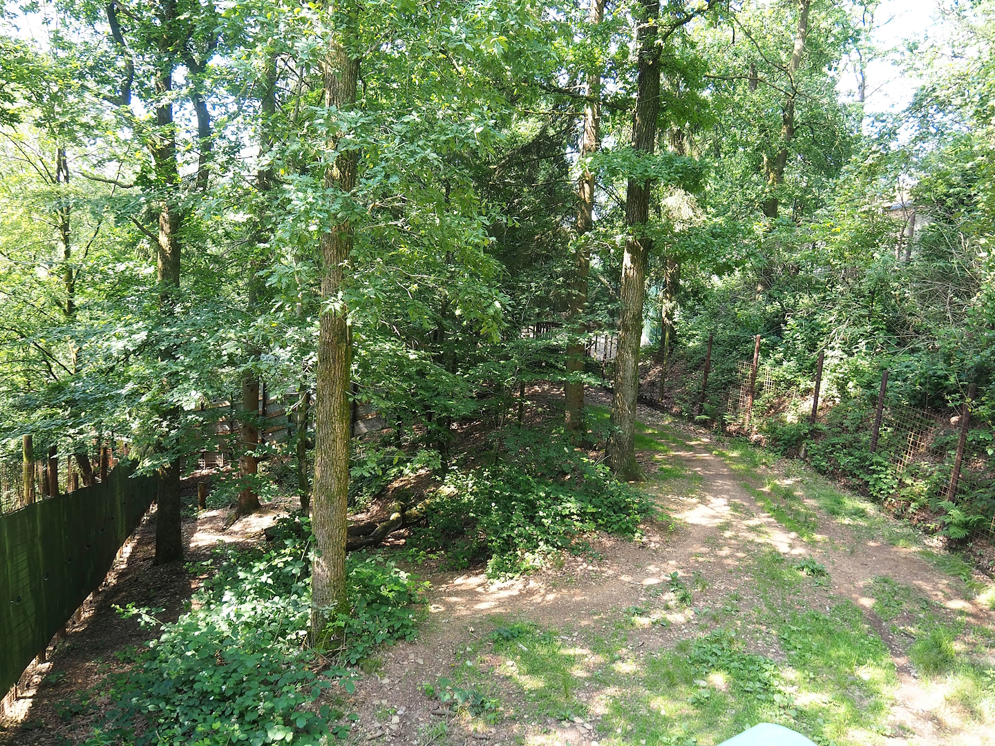 Striped hyena exhibit, 2023-06-24