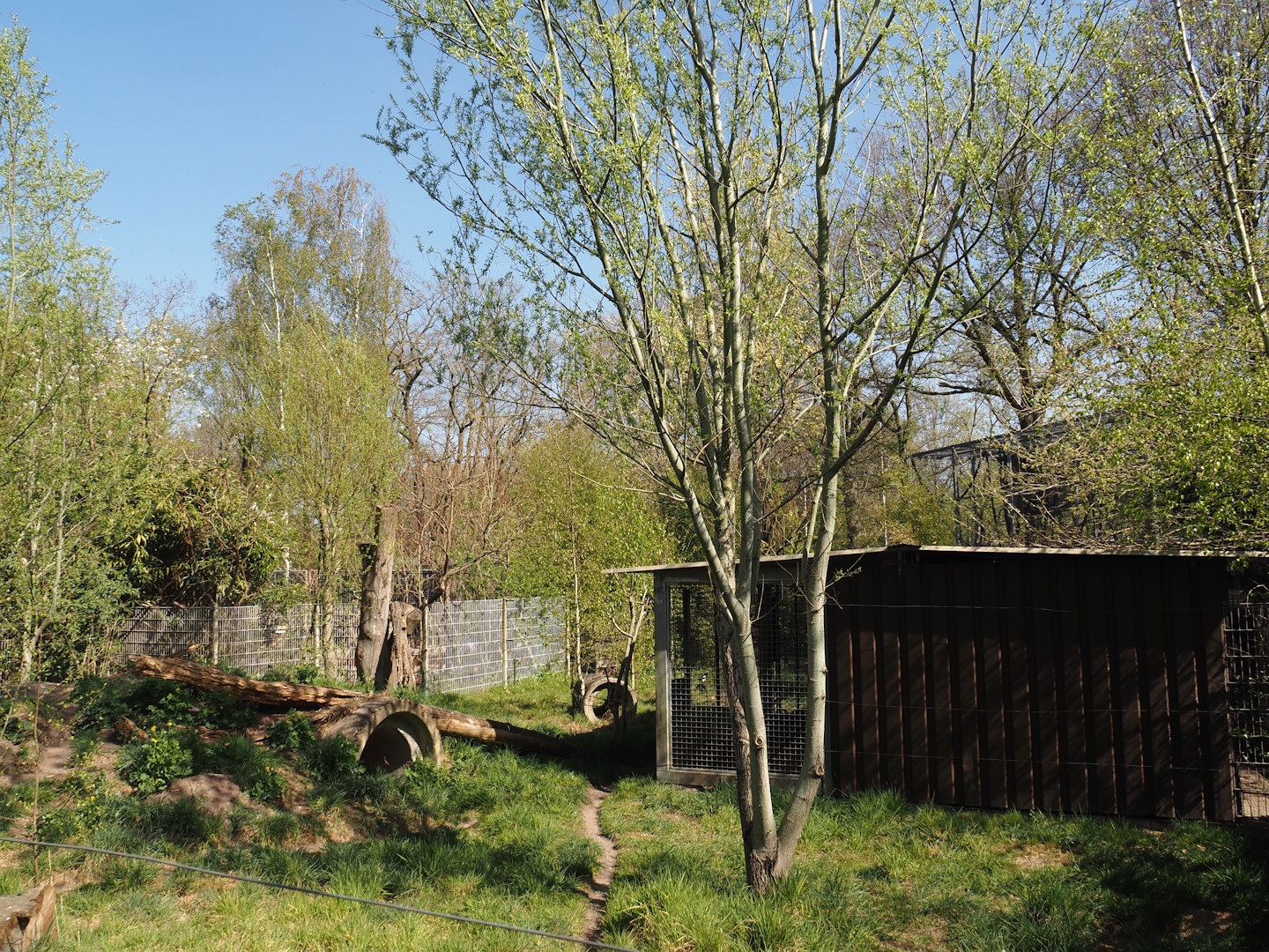 Striped hyena exhibit, 2025-04-12