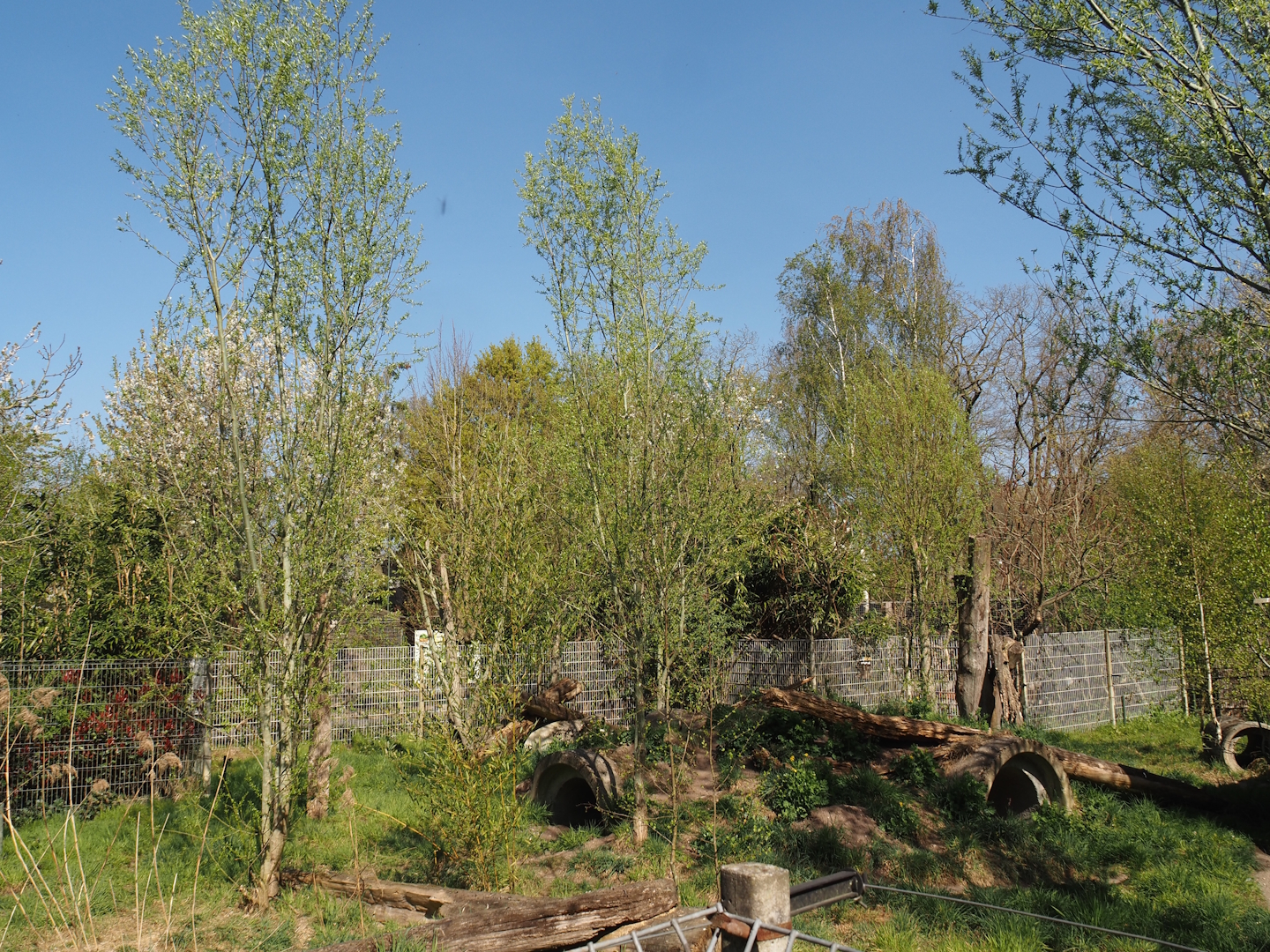 Striped hyena exhibit, 2025-04-12