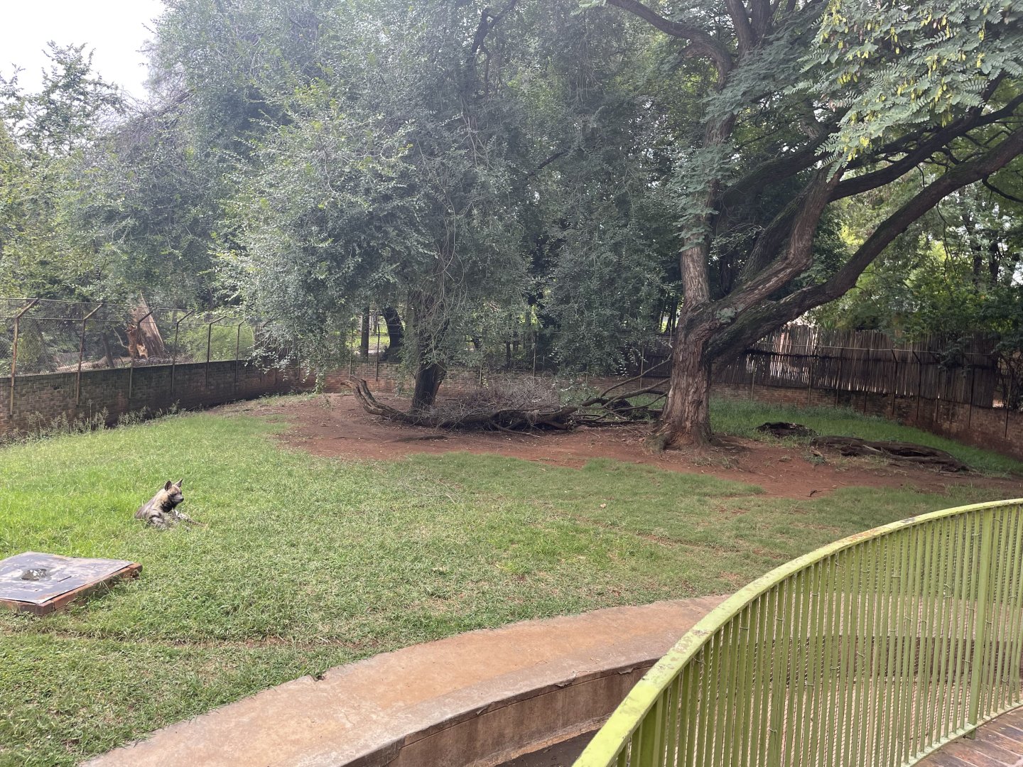 Striped Hyena Exhibit (Hyena hyena)