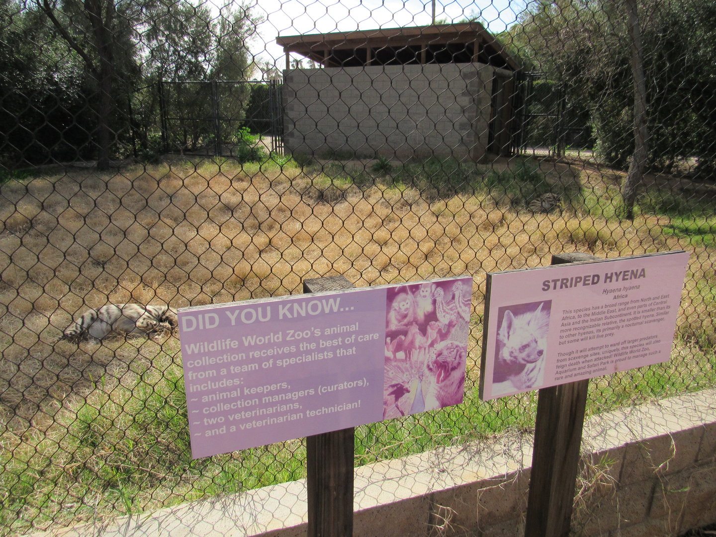 Striped Hyena Exhibit in the Safari Park - 3/6/23
