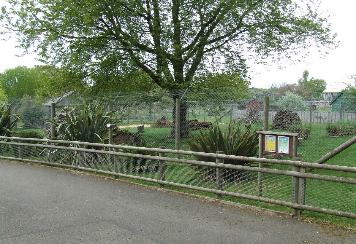 Striped Hyena exhibit photos