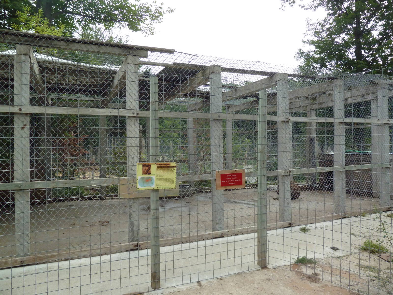 Striped Hyena Exhibit - Pure Cement