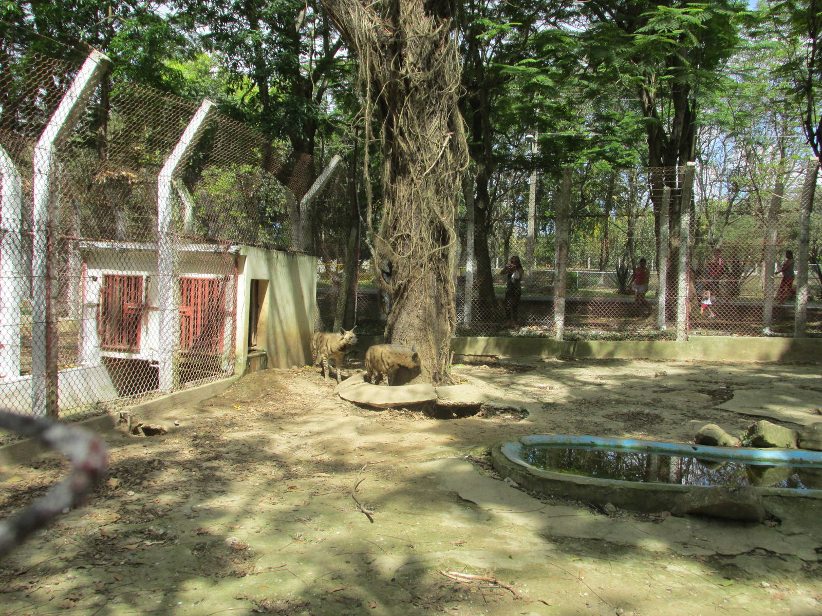 striped hyena exhibit zoologico nacional