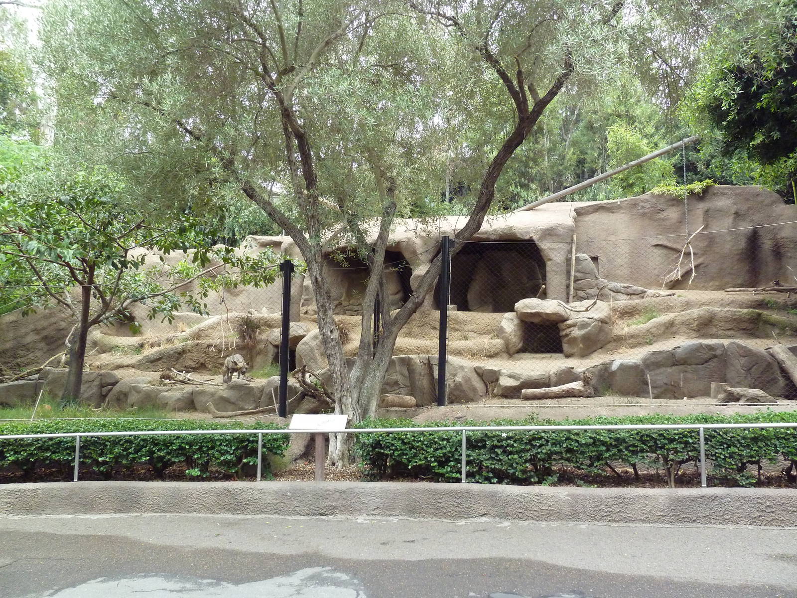 Striped Hyena Exhibit