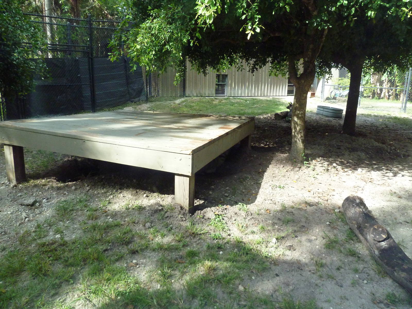 Striped Hyena Exhibit