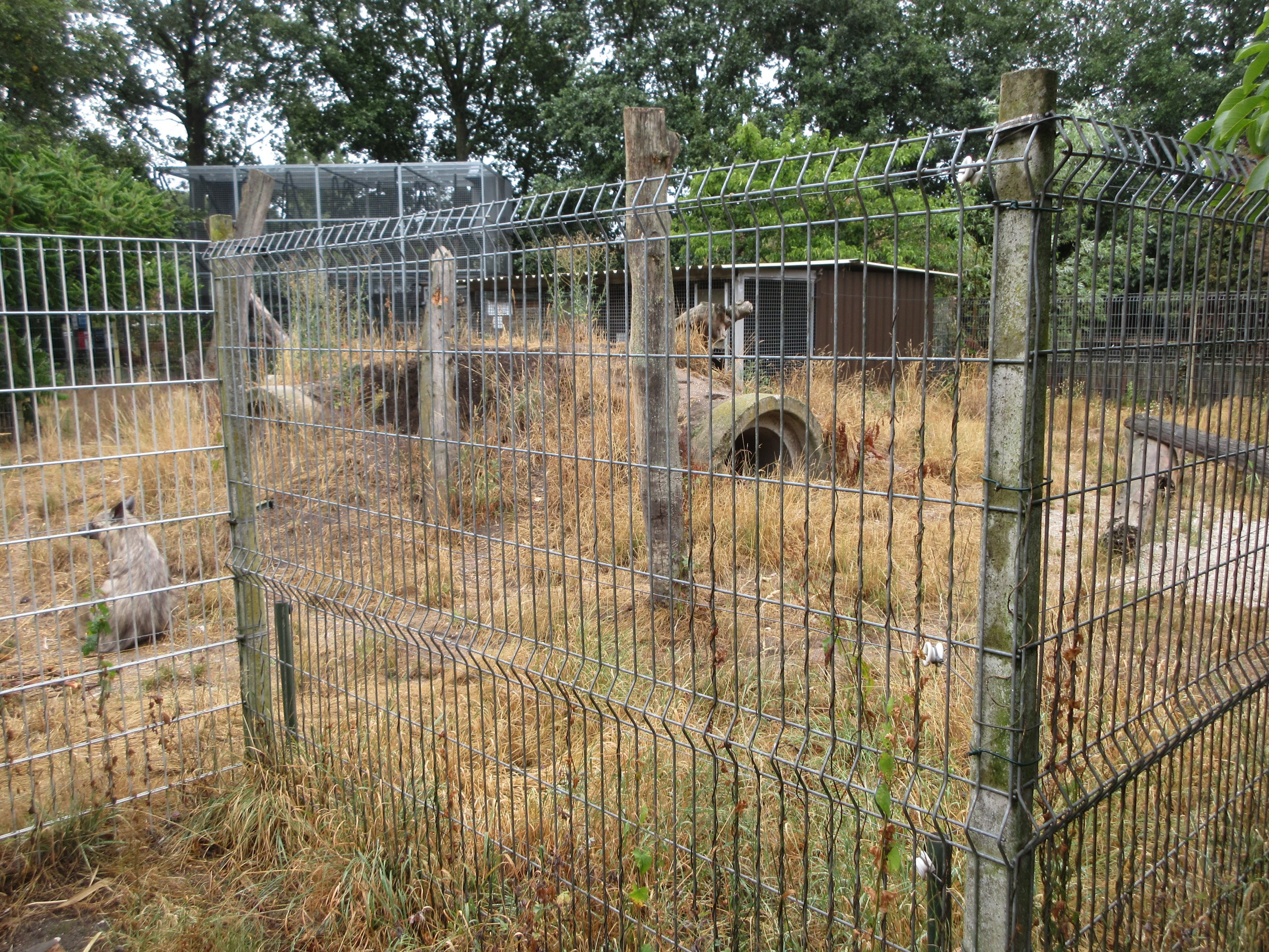 Striped Hyena Exhibit