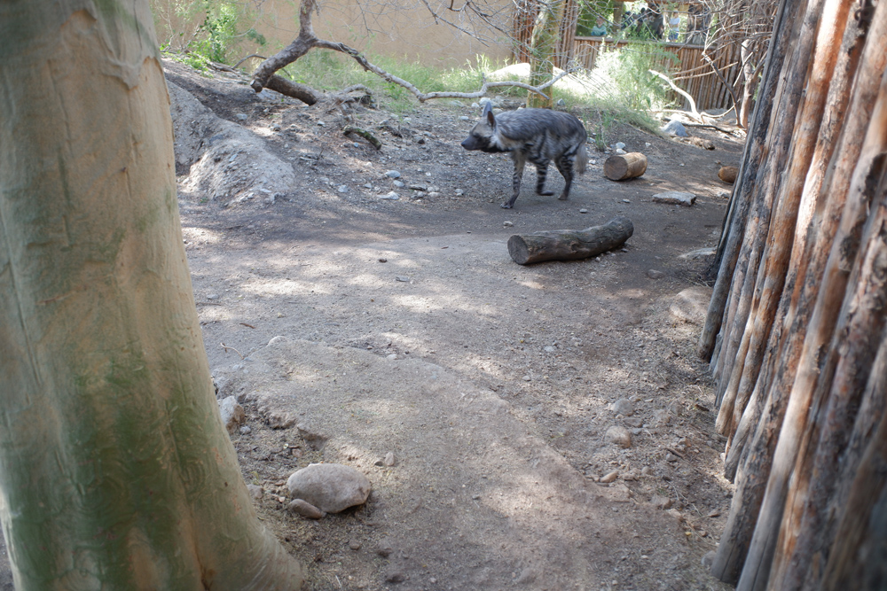 striped hyena exhibit