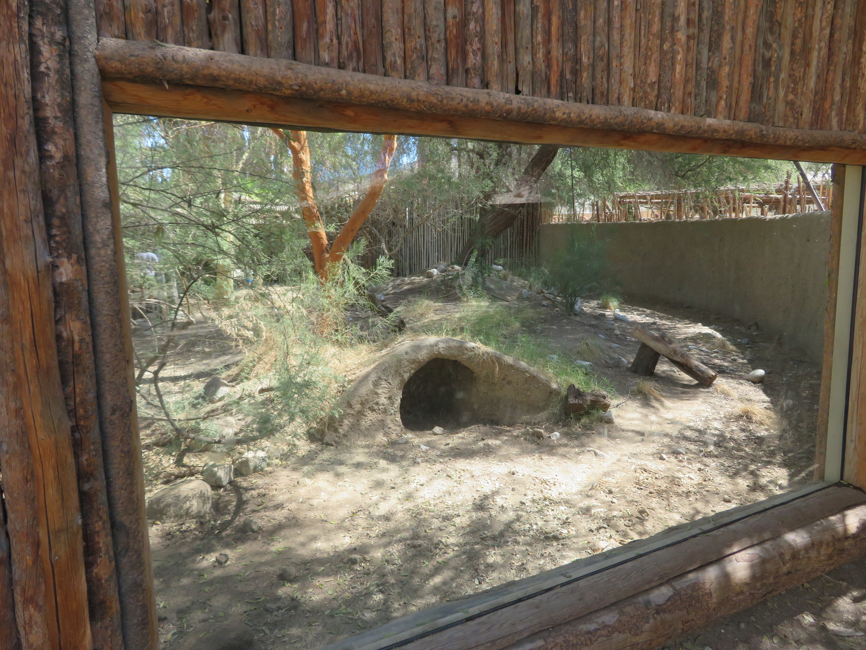 Striped Hyena Exhibit