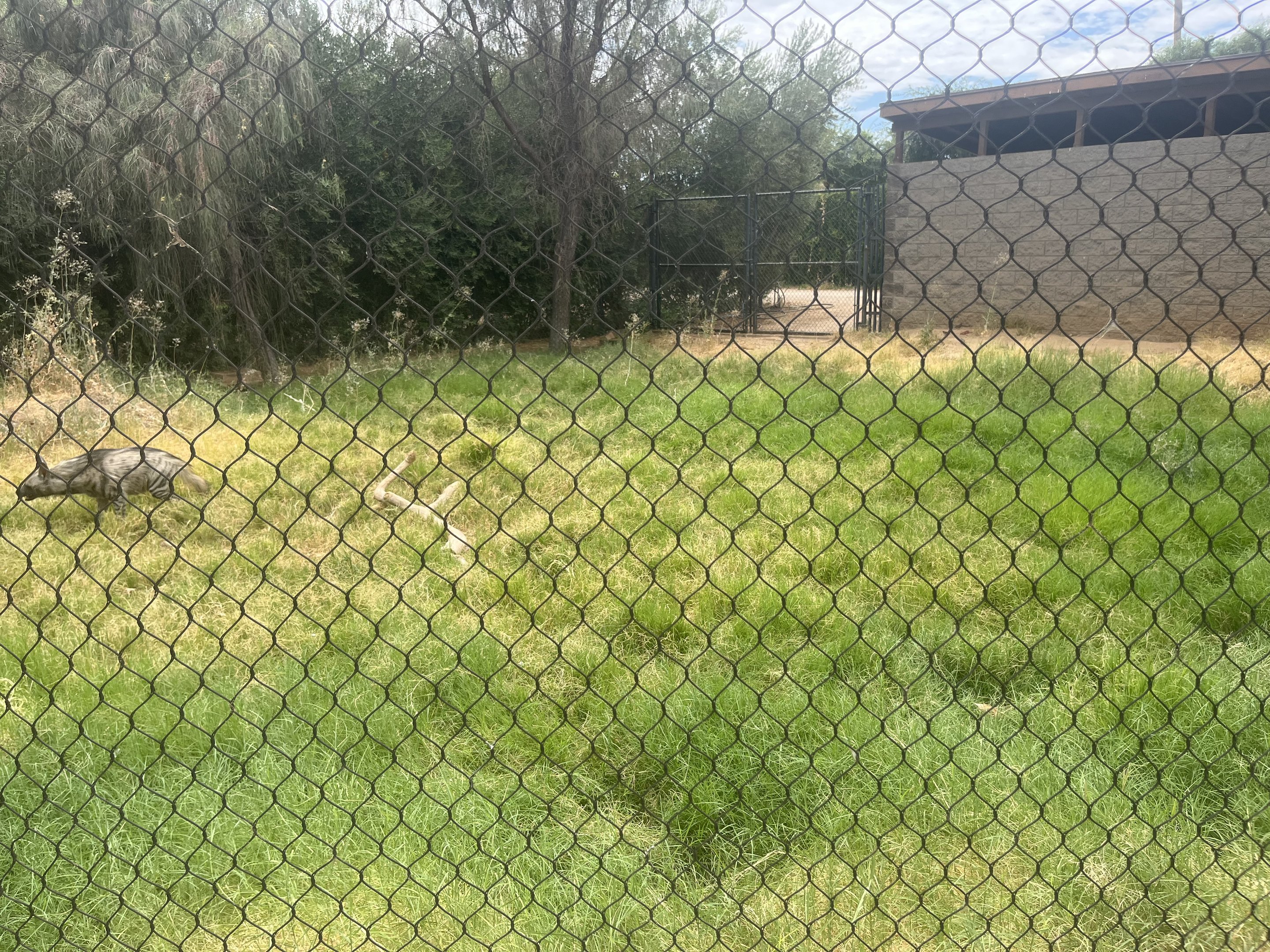 Striped Hyena Exhibit