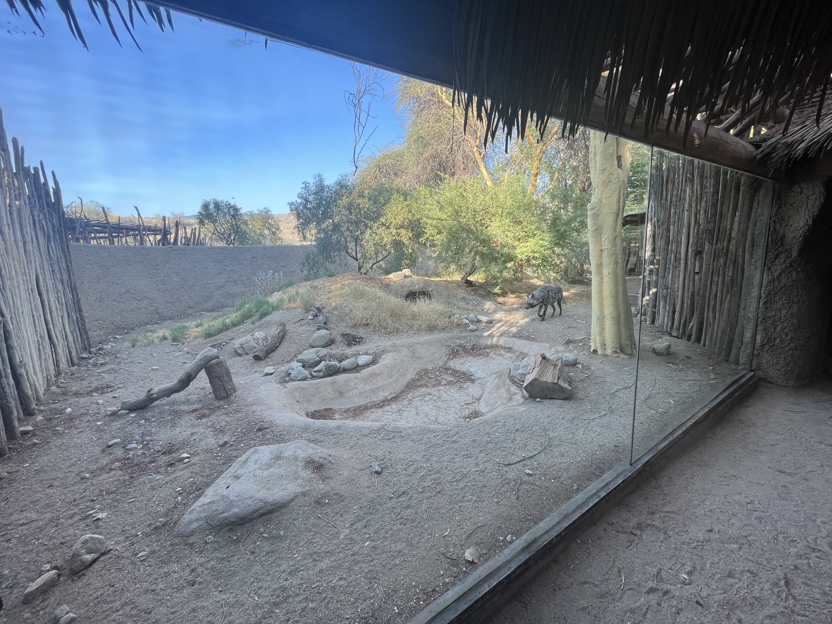 Striped Hyena Exhibit