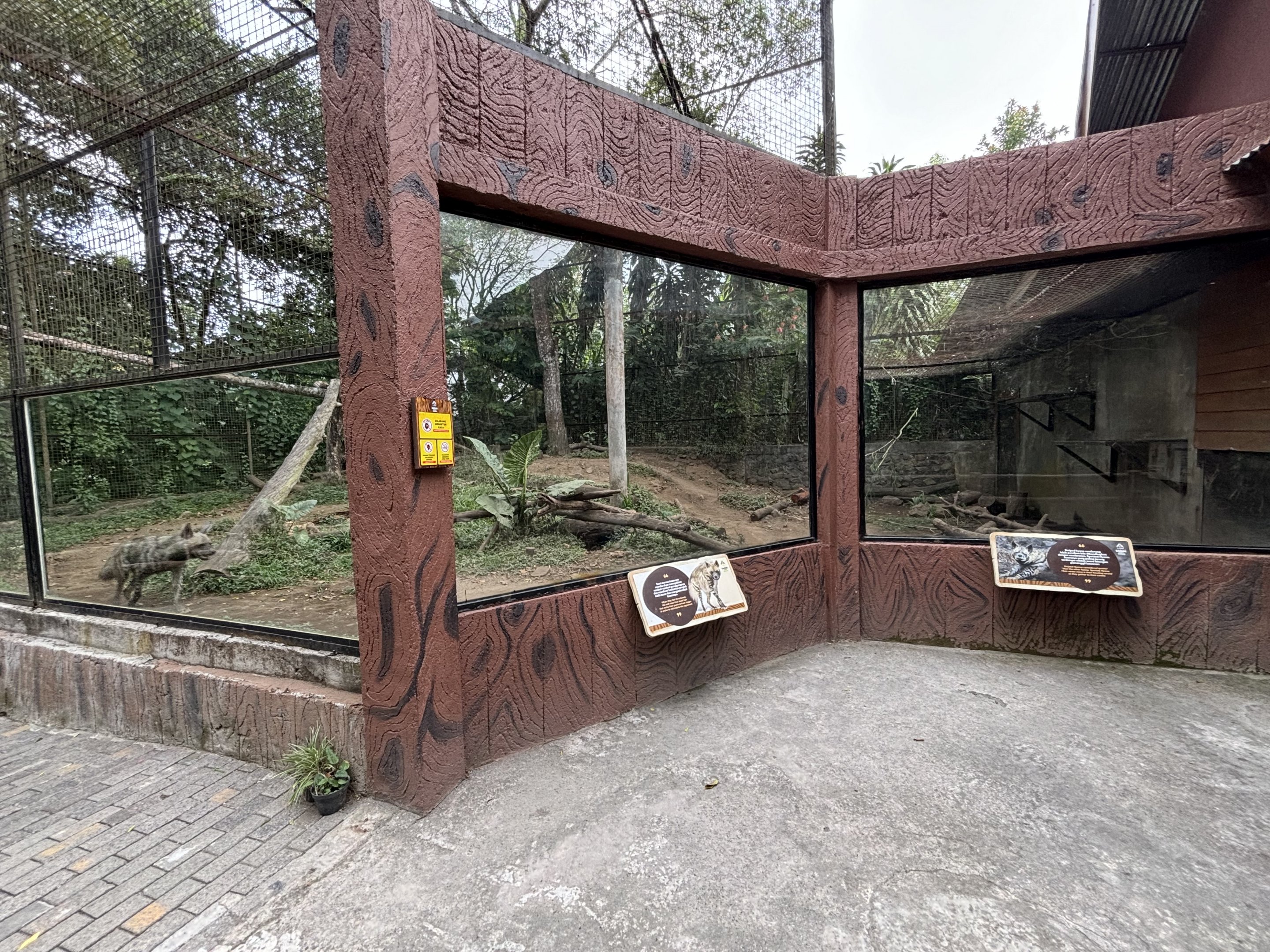 Striped Hyena Exhibit