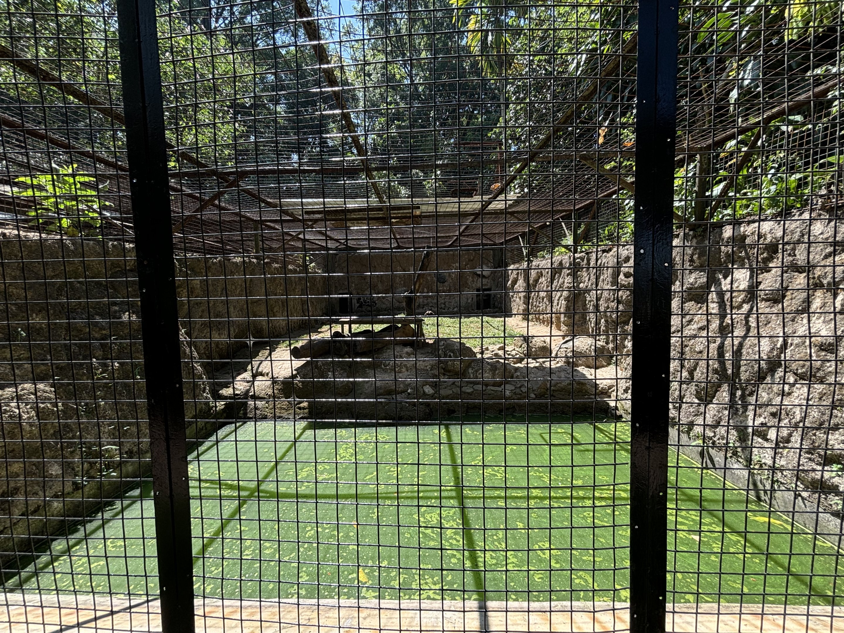 Striped Hyena Exhibit