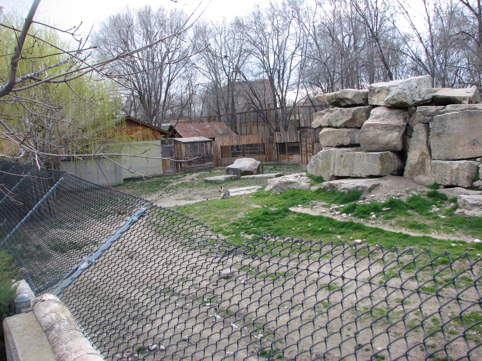 Striped Hyena Exhibit