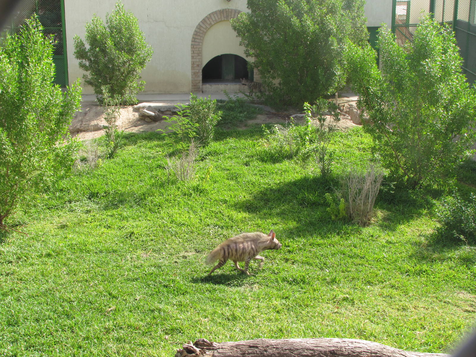 Striped Hyena  Exhibit