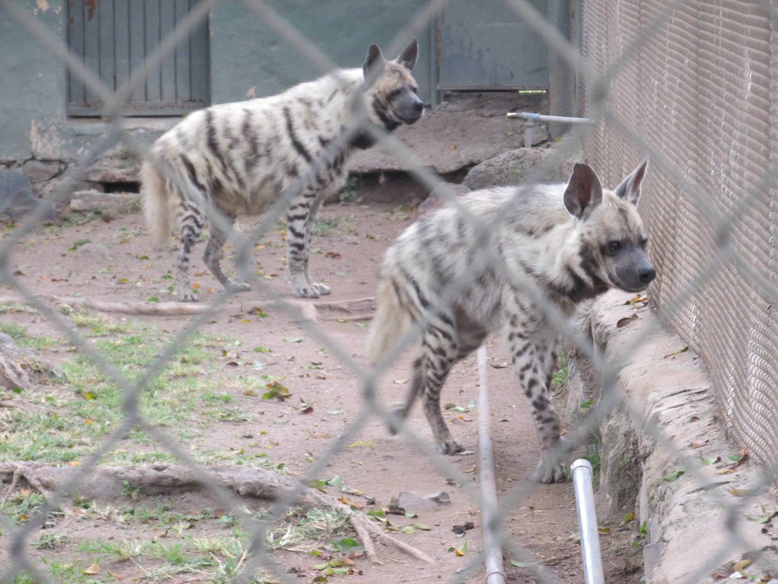 striped hyena guadalajara zoo