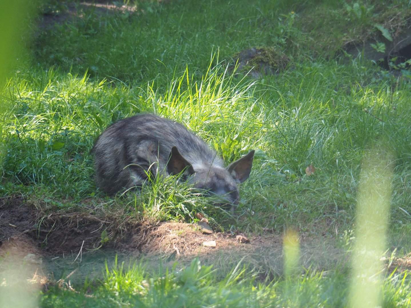 Striped hyena (Hyaena hyaena), 2019-08-04