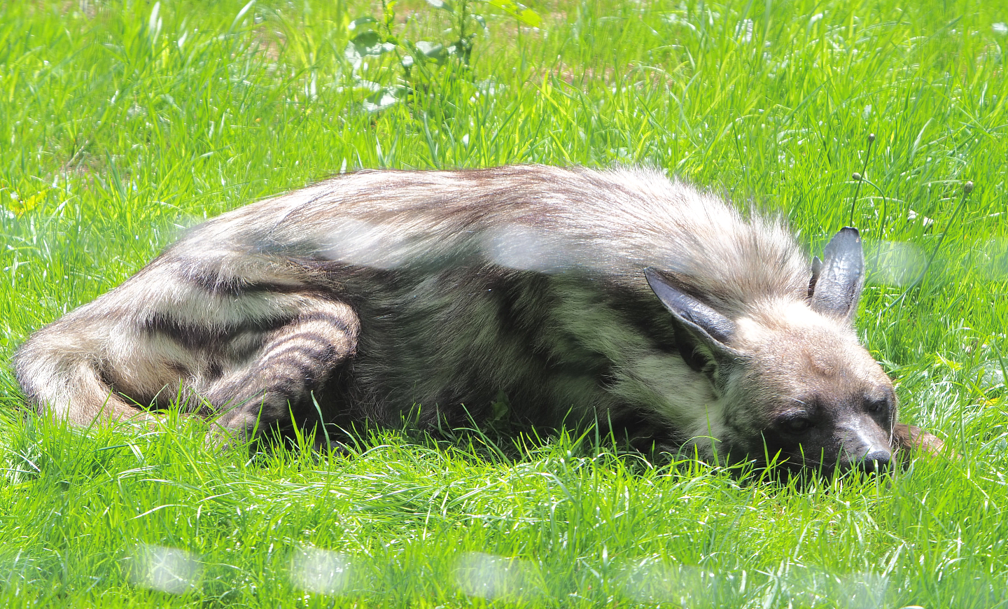 Striped hyena (Hyaena hyaena), 2020-06-20